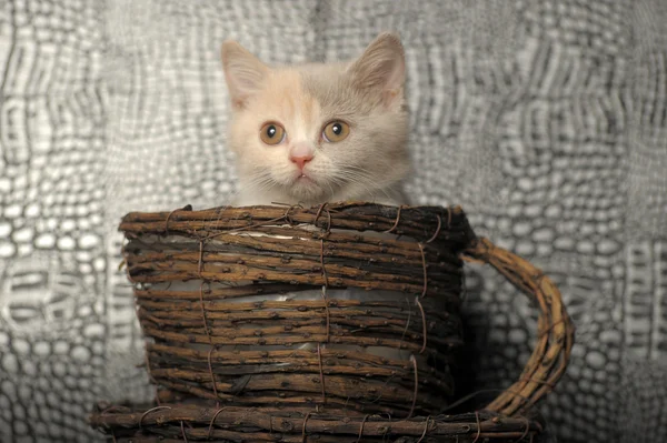Kis cica — Stock Fotó
