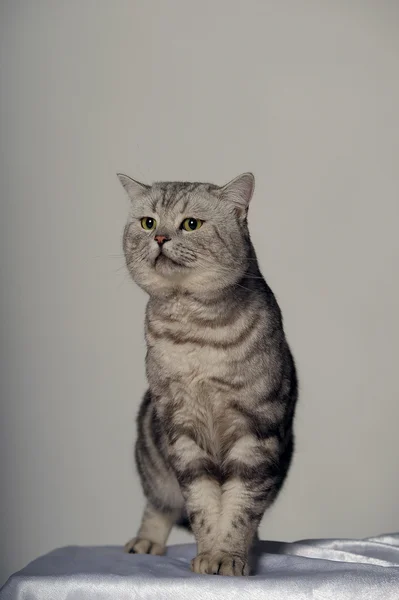 Кот британской породы . — стоковое фото