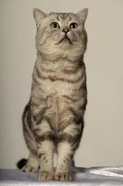 İngiliz cins kedi. — Stok fotoğraf
