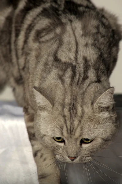 Кот британской породы . — стоковое фото