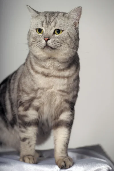 イギリスの品種の猫. — ストック写真