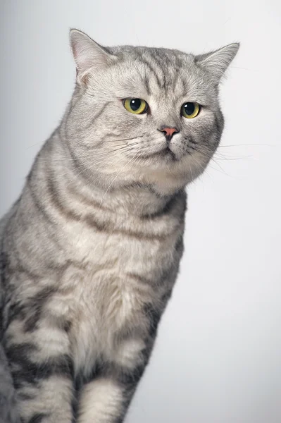 イギリスの品種の猫. — ストック写真
