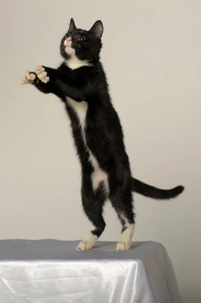 Fiatal fekete és fehér macska — Stock Fotó