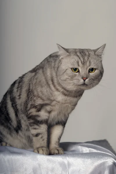 영국 품종의 고양이. — 스톡 사진