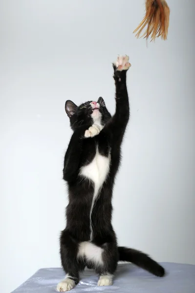 Jovem gato preto e branco — Fotografia de Stock