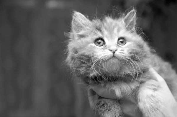 毛茸茸的灰色小猫 — 图库照片
