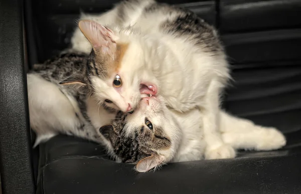 2 つの子猫が遊んでの戦い — ストック写真