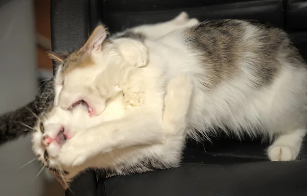 Két cica, játék, verekedős — Stock Fotó