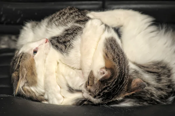 Dvě koťata hrát boj — Stock fotografie