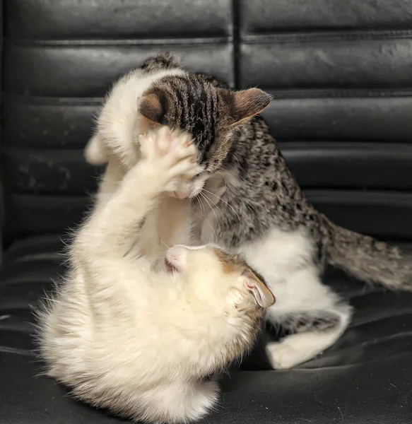 Two kittens playing fighting — Stock Photo, Image