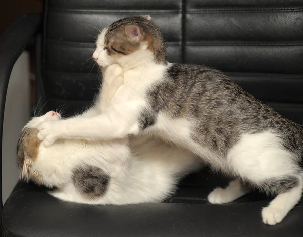 Dos gatitos jugando a la lucha — Foto de Stock