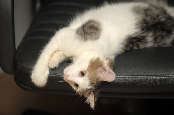 Nadýchané kotě — Stock fotografie