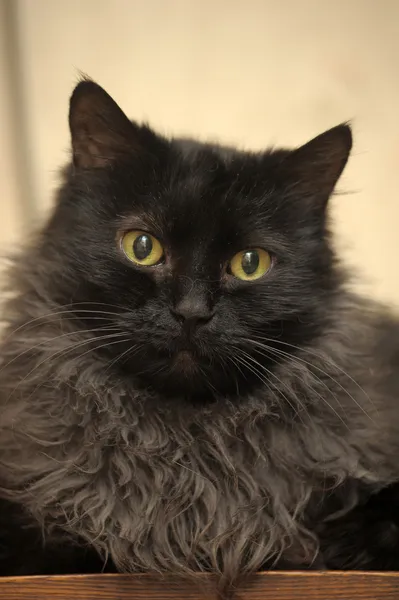 Черная кошка с зелеными глазами — стоковое фото