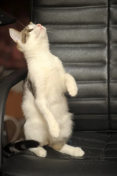 後ろ足でまっすぐ立っている小さな子猫 — ストック写真