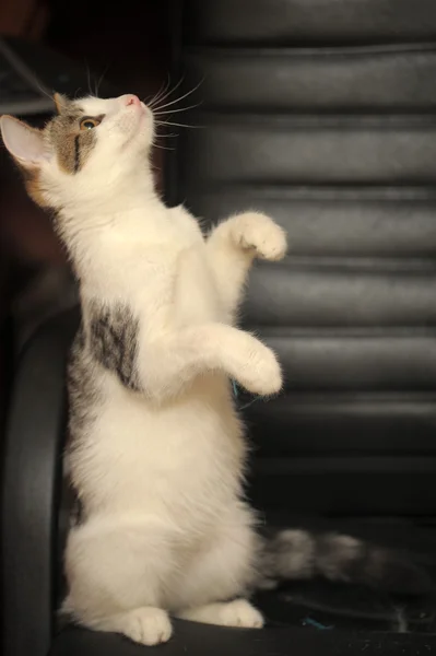 Arka ayakları üzerinde dik duran küçük bir kedi yavrusu — Stok fotoğraf