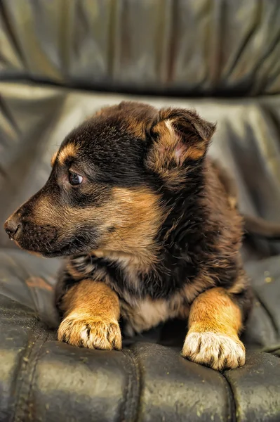 Herder pup — Stockfoto