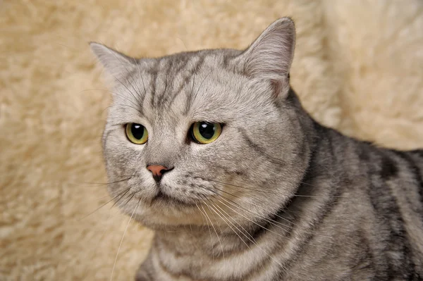 stock image Cat of the British breed.