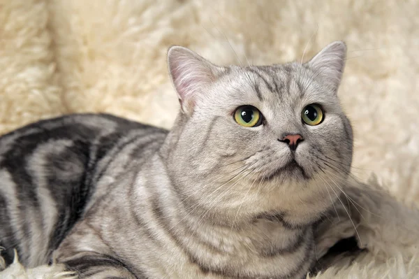 Stock image Cat of the British breed.