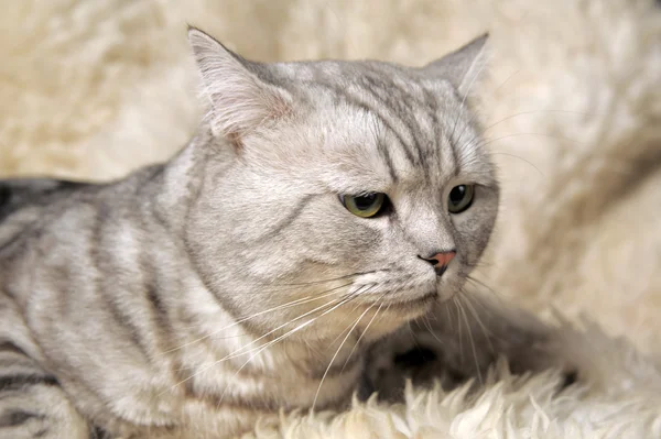 stock image Cat of the British breed.