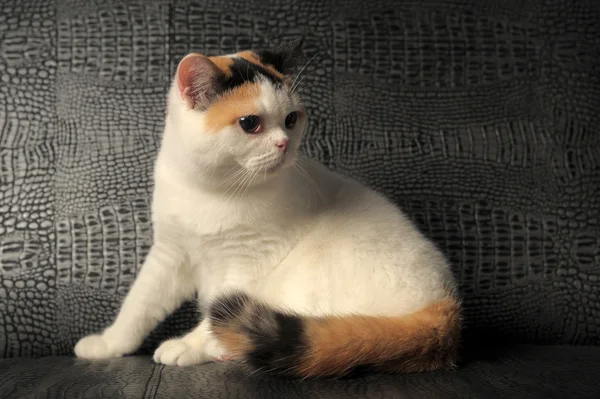Kot brytyjski z rzadkimi plamy trójkolorowej — Zdjęcie stockowe