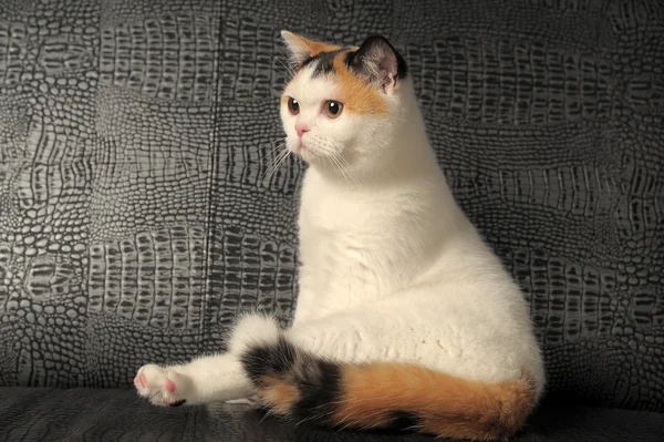 Britisk katt med sjelden trefarget flekk – stockfoto