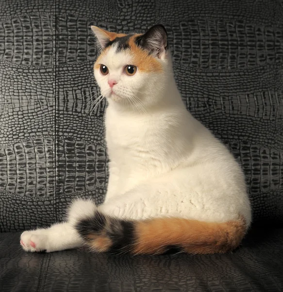 Chat britannique avec une tache rare de trois couleurs — Photo