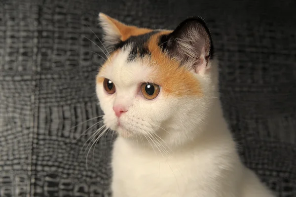 Gato británico con una rara mancha de tres colores — Foto de Stock