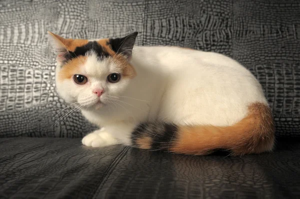 희귀 3 색 얼룩을 가진 영국 고양이 — 스톡 사진