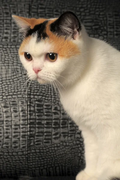 Gato británico con una rara mancha de tres colores —  Fotos de Stock
