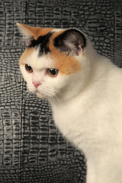 Gato británico con una rara mancha de tres colores — Foto de Stock