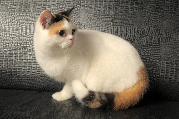 Brit macska-val egy ritka háromszínű folt — Stock Fotó
