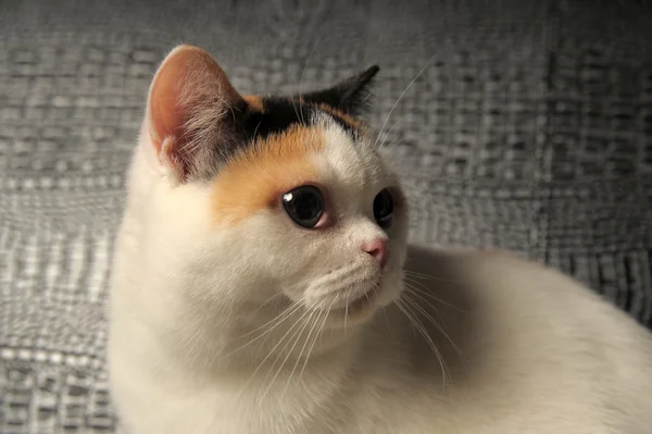 Британський кіт з рідкісних трисмуговий пляма — стокове фото