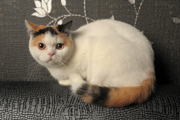Kucing Inggris dengan noda tiga warna yang langka — Stok Foto