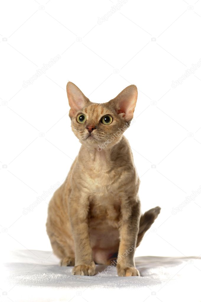 Devon Rex Zdjęcie Stockowe Evdoha 8154741