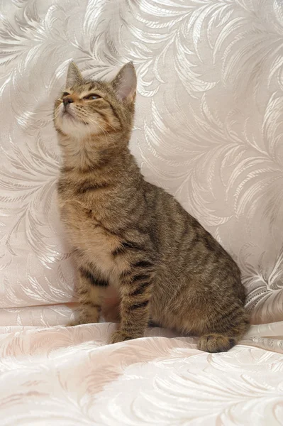 Смугастий кошеня 4 місяці — стокове фото