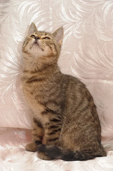 Randig kattunge 4 månader — Stockfoto
