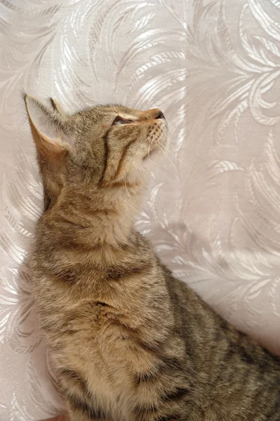Anak kucing bergaris 4 bulan — Stok Foto