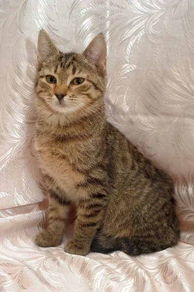 stock image Striped kitten 4 months