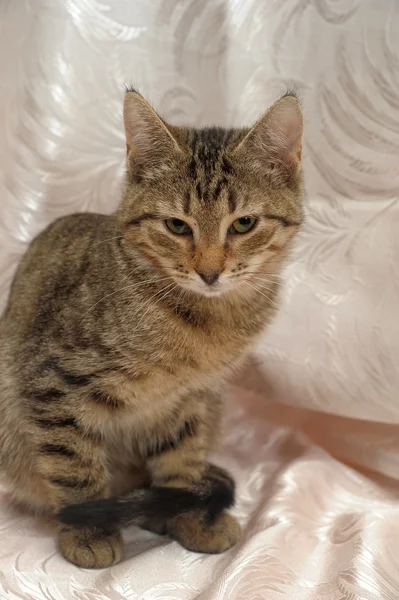 stock image Striped kitten 4 months