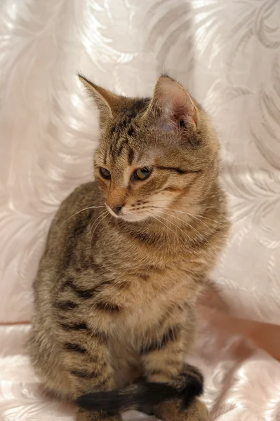 条纹的小猫 4 个月 — 图库照片