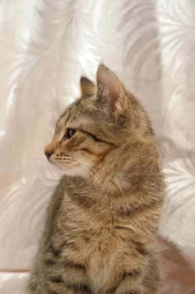 stock image Striped kitten 4 months