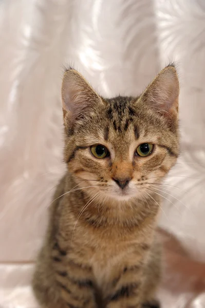 Stock image Striped kitten 4 months