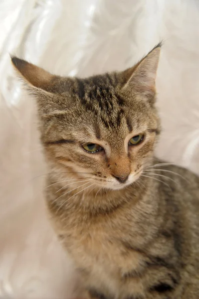 줄무늬 고양이 4 개월 — 스톡 사진