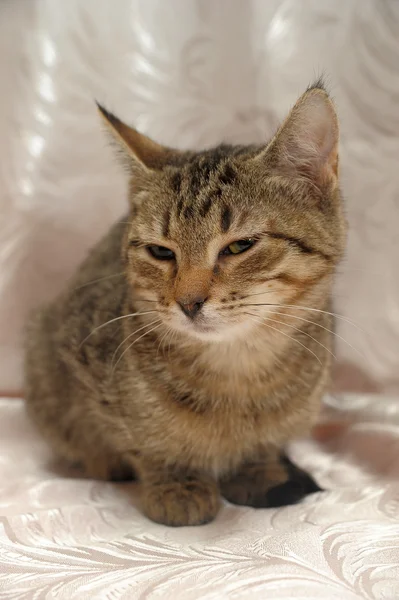 ストライプ子猫 4 ヶ月 — ストック写真