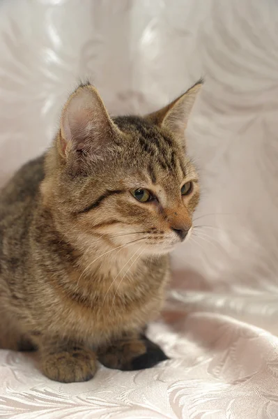 ストライプ子猫 4 ヶ月 — ストック写真
