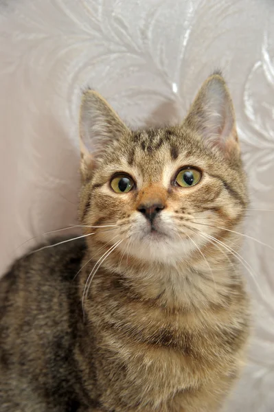 stock image Striped kitten 4 months