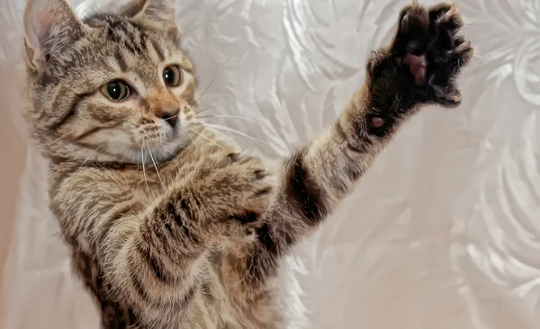 Tekir kedi oyuncak çalış — Stok fotoğraf