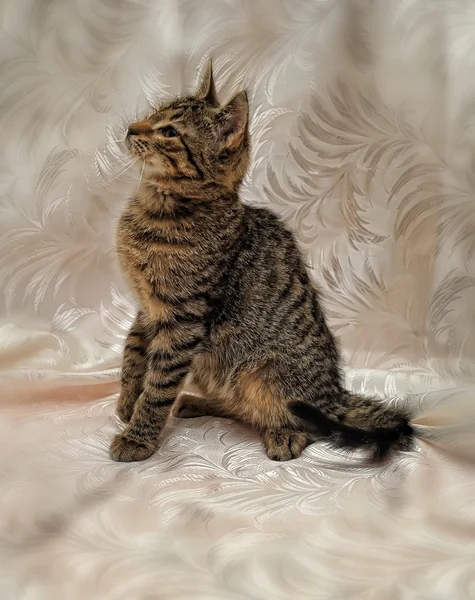 Striped kitten 4 months — Stock Photo, Image