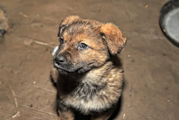 stock image Lonely puppy