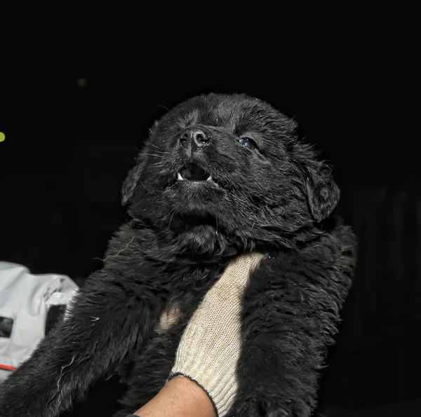 stock image Giant Schnauzer is a small puppy